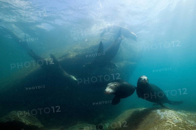 California sea lions, Zalophus californianus, Cabo Pulmo National Park, Baja California Sur, Mexico, Central America