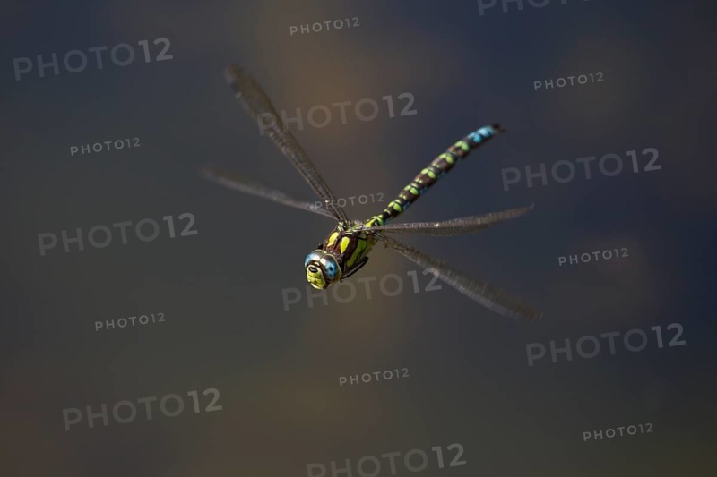 Southern Hawker, Aeshna cyanea, southern hawker