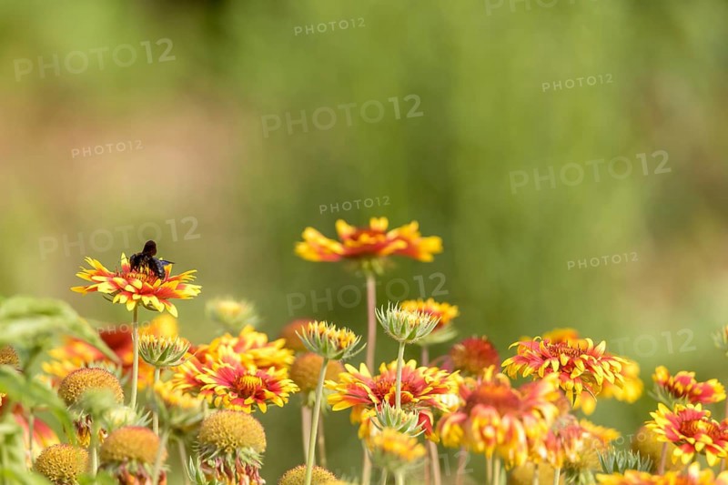 Colourful flower meadow with asters and a black wood bee