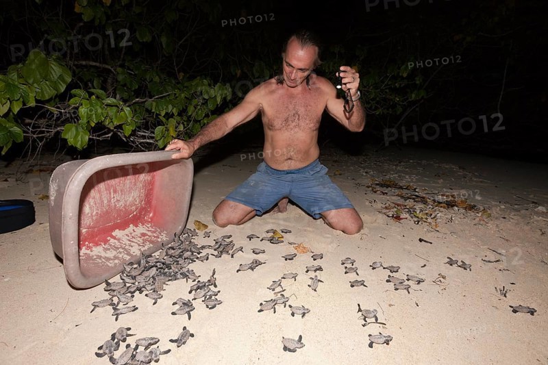 Hawksbill sea turtles hatchlings are released into the sea, Eretmochelys imbricata, New Ireland, Papua New Guinea, Oceania