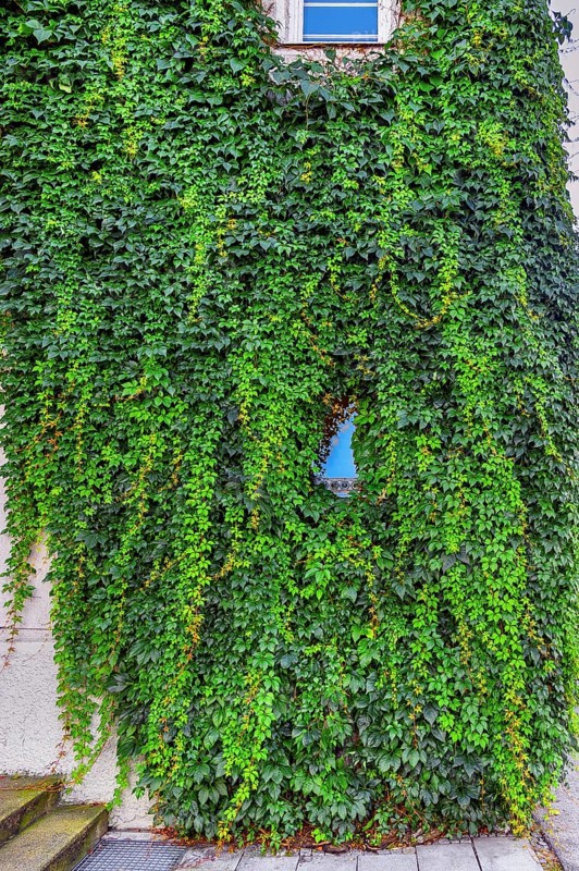 Facade with overgrown window and common Parthenocissus inserta, also known as five-leaved Wild Vine (Parthenocissus inserta), Kemptem. Allgäu, Bavaria, Germany, Europe