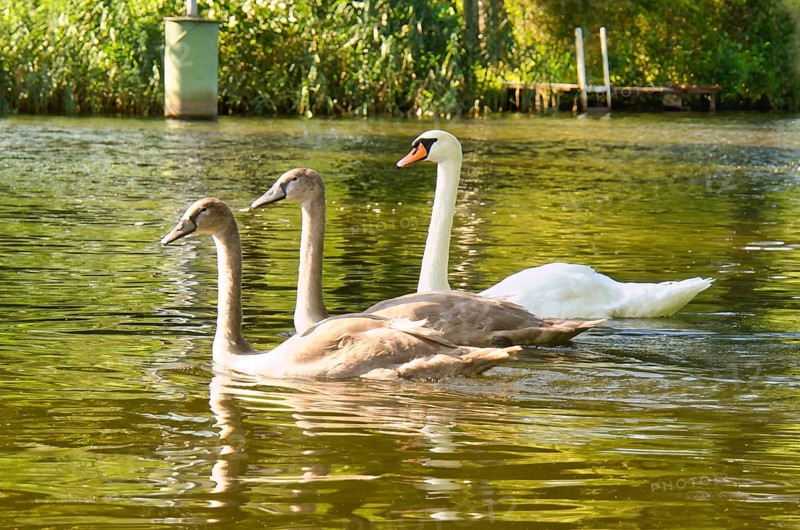 Swan family. Elegant white swan swims in the water with its two grey young. the wild animal appears majestic. Large bird. Animal photograph in nature