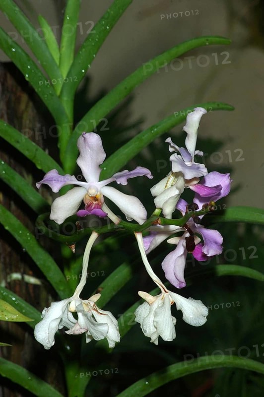 White and purple orchids, Vanda 'Blue Moon' in garden setting
