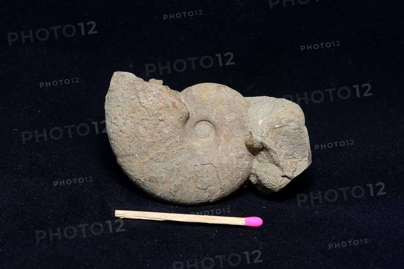 An ammonite fossil partly embedded in sandstone