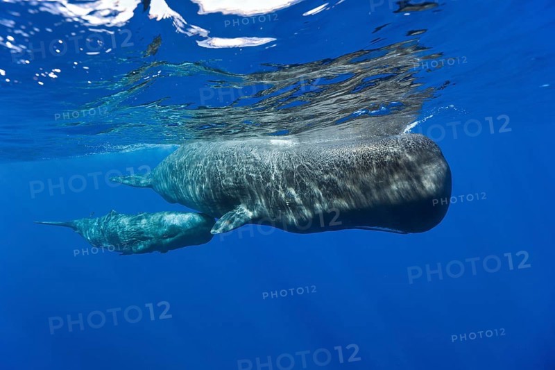Sperm whale mother with calf, Physeter macrocephalus, Caribbean, Dominica, Central America