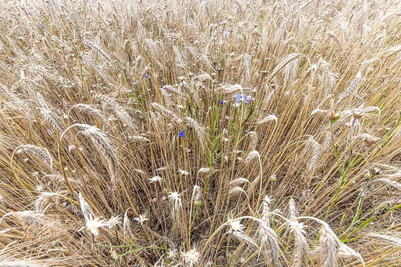 Wheat ears with blue cornflowers in front of the harvest as background
