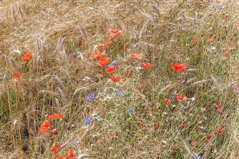 Wheat ears with blue cornflowers and red poppies in the background in front of the harvest