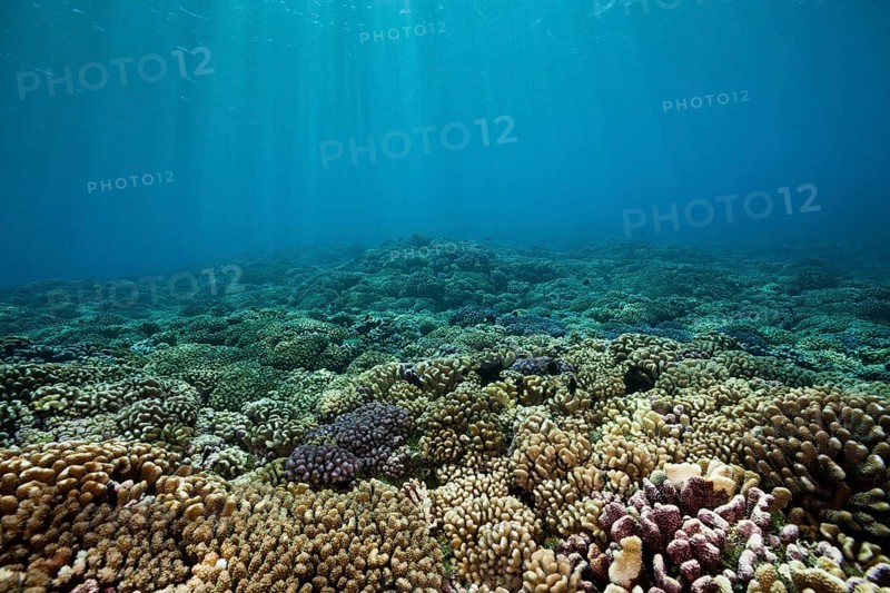 Healthy hard coral reef, Fakarava, Tuamotu Archipelago, French Polynesia, Oceania