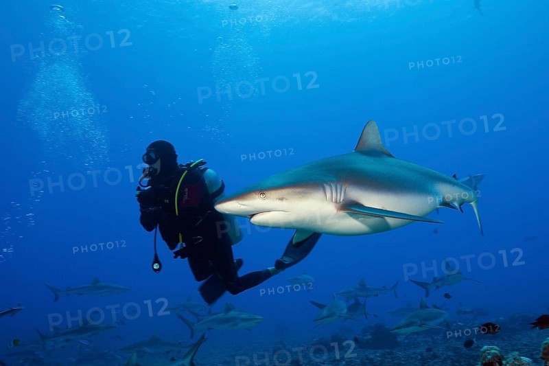 Grey reef shark, Carcharhinus amblyrhynchos, Moorea, French Polynesia, Oceania