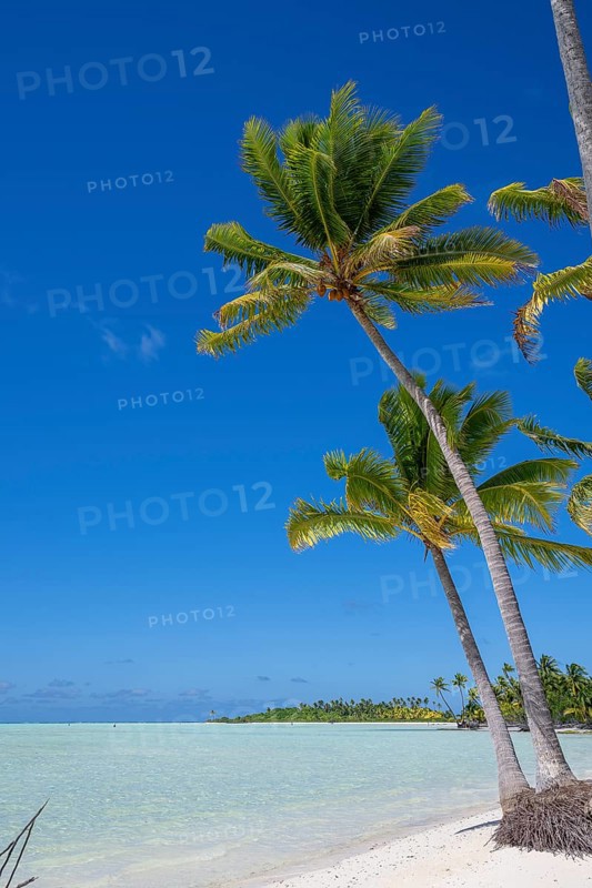 Coconut palms (Cocos nucifera), in the background Motu, private island, bird island, privileged, ecological, adventure, Tetiaroa, atoll, Marlon Brando Island, French Polynesia, Society Islands, Leeward Islands, Oceania