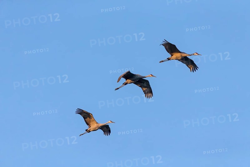 The Sandhill cranes (Antigone canadensis) in flight