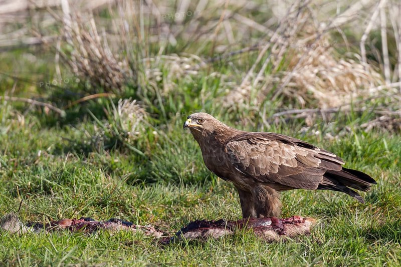 Lesser spotted eagle, Aquila pomarina, lesser spotted eagle