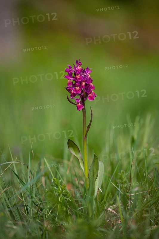 Elder-flowered orchid, Dactylorhiza sambucina, elder-flowered orchid