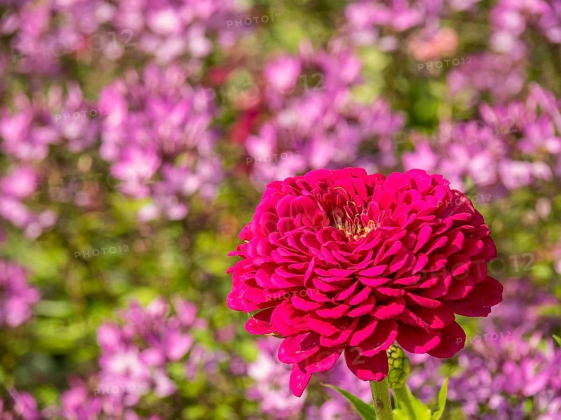 Vivid red flower in a blooming summer garden with pink background flowers, Bad Lippspringe, Germany, Europe