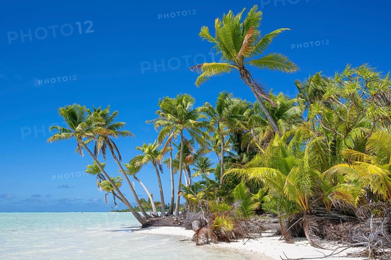 Pure South Seas with coconut palms (Cocos nucifera), private island, bird island, privileged, ecological, adventure, Tetiaroa, atoll, Marlon Brando Island, French Polynesia, Society Islands, Leeward Islands, Oceania