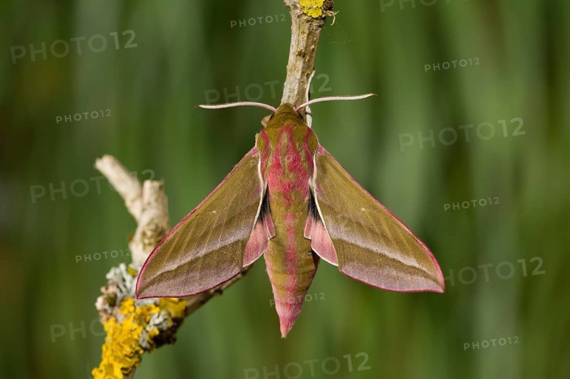 Elephant hawk-moth, Deilephila elpenor, elephant hawk-moth
