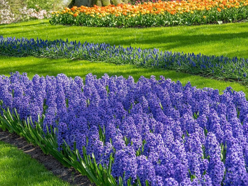 Purple hyacinths and colourful tulips form a vibrant field in a garden, Amsterdam, Netherlands