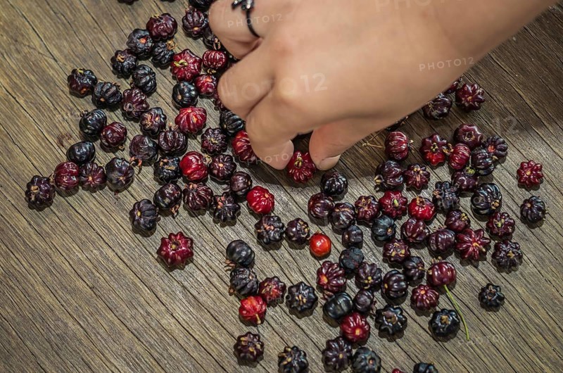 Pitanga, exotic Brazilian fruit. hand of child picking fruit. Brazilian cherry, Suriname cherry, Cayenne cherry