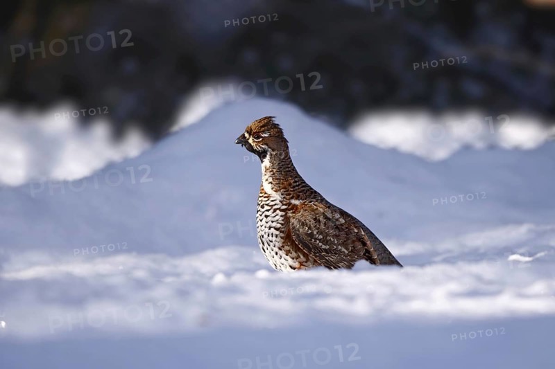 Hazel grouse, male, Tetrastes bonasia, Syn. Bonasa bonasia, hazel grouse, male
