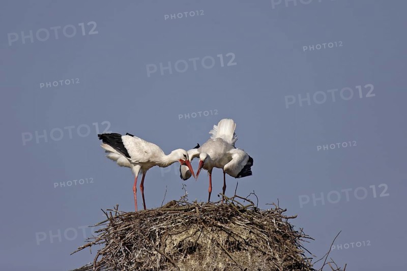 Weissstorch, Ciconia ciconia, white stork