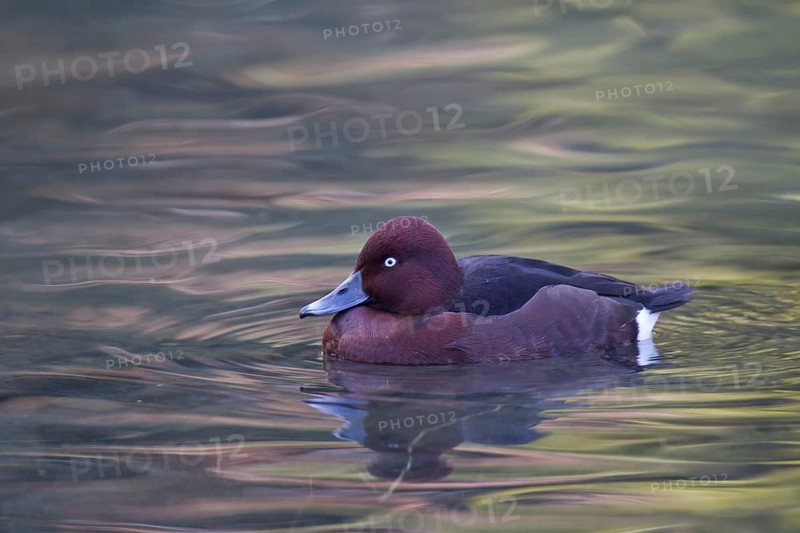 Moorente, Aythya nyroca, ferruginous duck