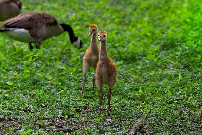 The Sandhill crane (Antigone canadensis), several day young ones in the meadow