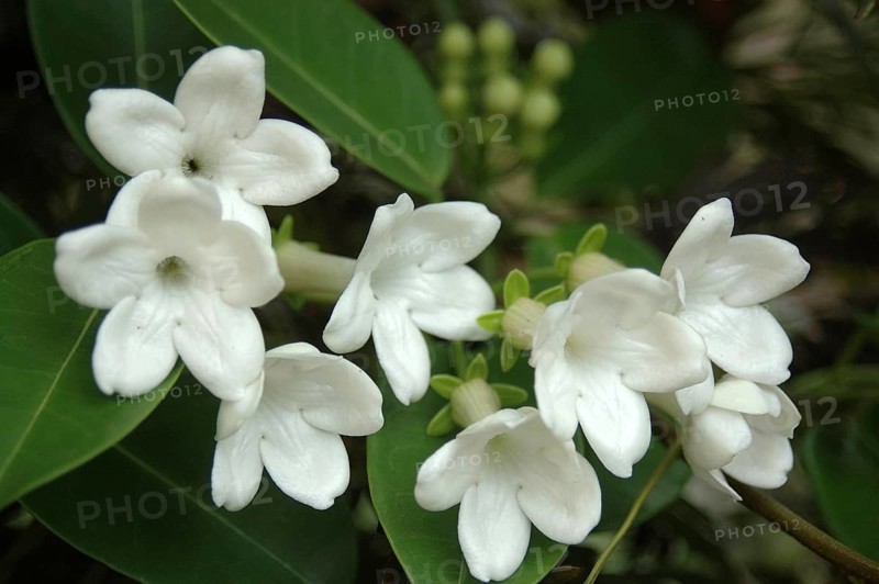 Spray of white flowers in garden setting