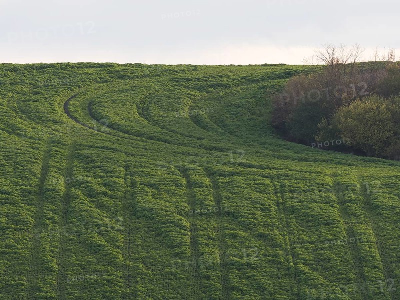 Vertical tractor tracks criss-cross a green field in Thuringia