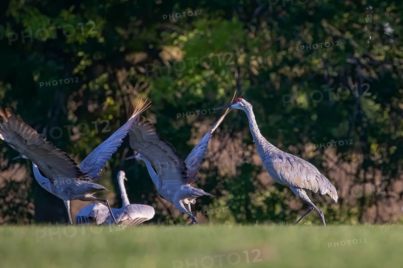 Native American bird a species of large crane of North America