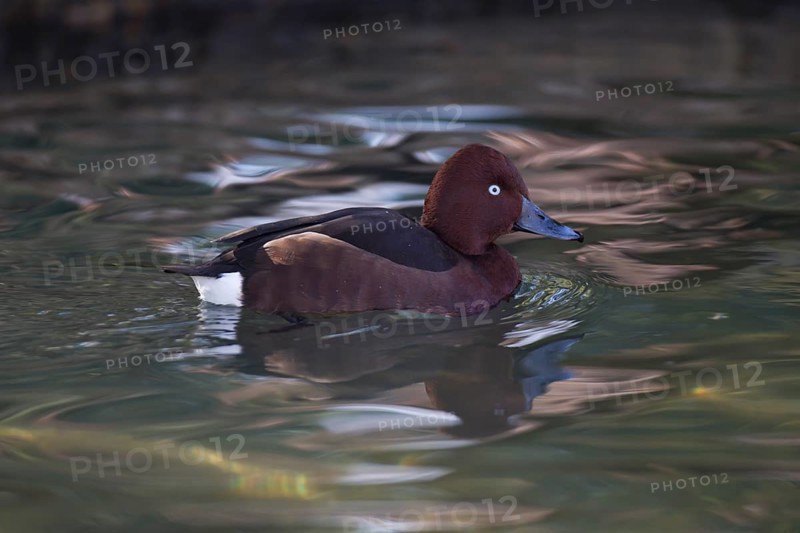 Moorente, Aythya nyroca, ferruginous duck