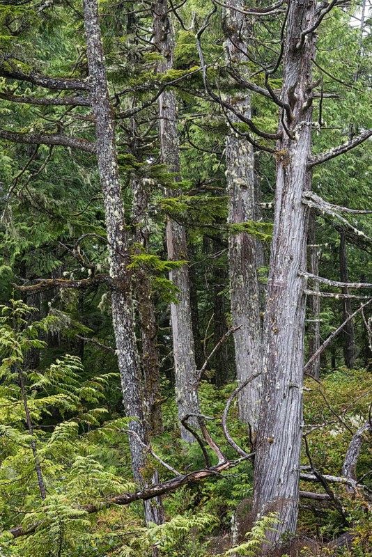 Giant live trees and hemlocks in the coastal rainforest of Vancouver Island in Canada