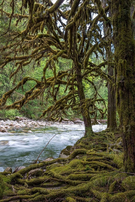 Temperate rainforest on the Englishman River on Vancouver Island, Canada, North America