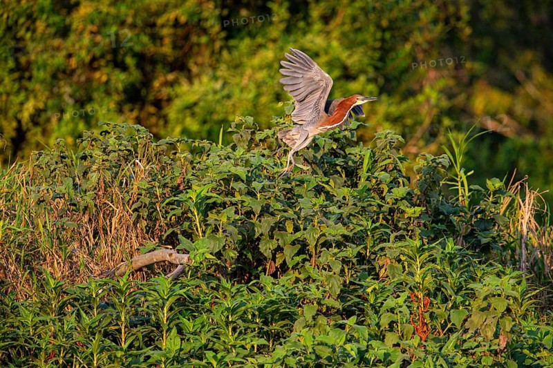Rufescent tiger heron (Tigrisoma lineatum) Pantanal Brazil