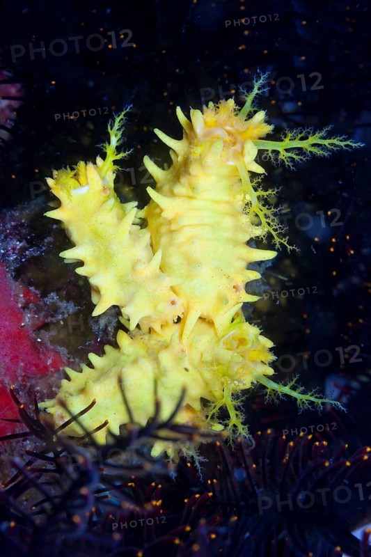Yellow sea cucumber, Colochirus robustus, Komodo National Park, Indonesia, Asia