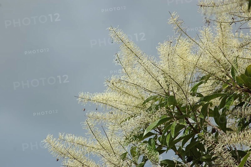 Spray of white flowers, possibly a grevillea