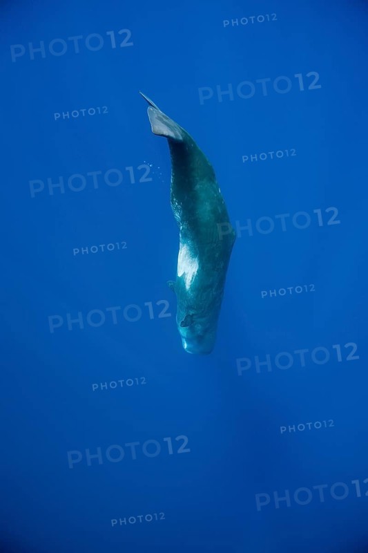 Sperm whale, Physeter catodon, Lesser Antilles, Caribbean, Dominica, Central America