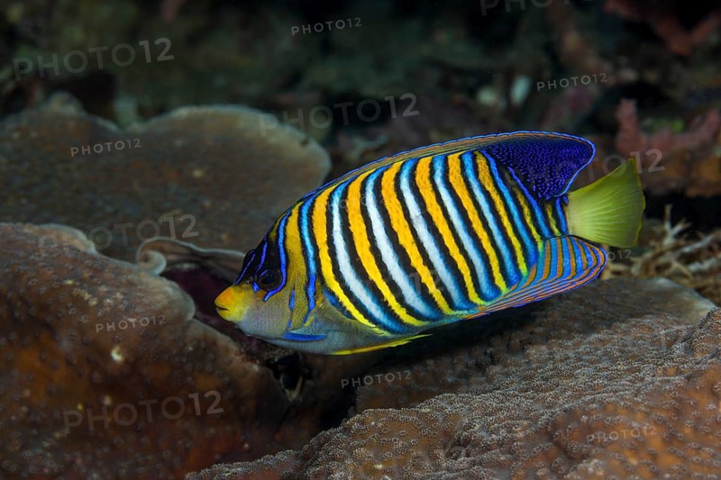 Peacock Angelfish, Pygoplites diacanthus, Raja Ampat, West Papua, Indonesia, Asia