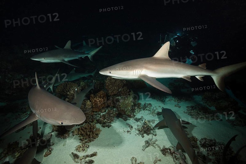 Grey reef sharks hunting at night, Carcharhinus amblyrhynchos, Fakarava, Tuamotu Archipelago, French Polynesia, Oceania