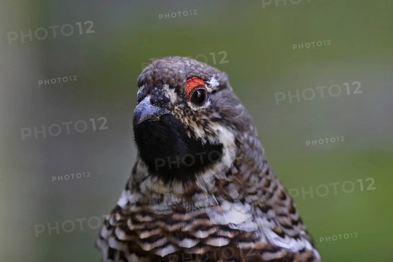 Hazel grouse, male, Tetrastes bonasia, Syn. Bonasa bonasia, hazel grouse, male