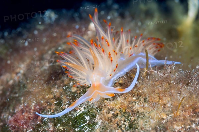 Large orange-red thread snail, Geodiva Nudibranch banyulensis, Vis Island, Mediterranean Sea, Croatia, Europe