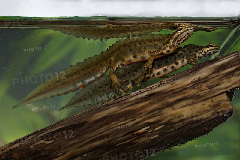 Pond newt, male, Lissotriton vulgaris, Syn.: Triturus vulgaris, smooth newt, male