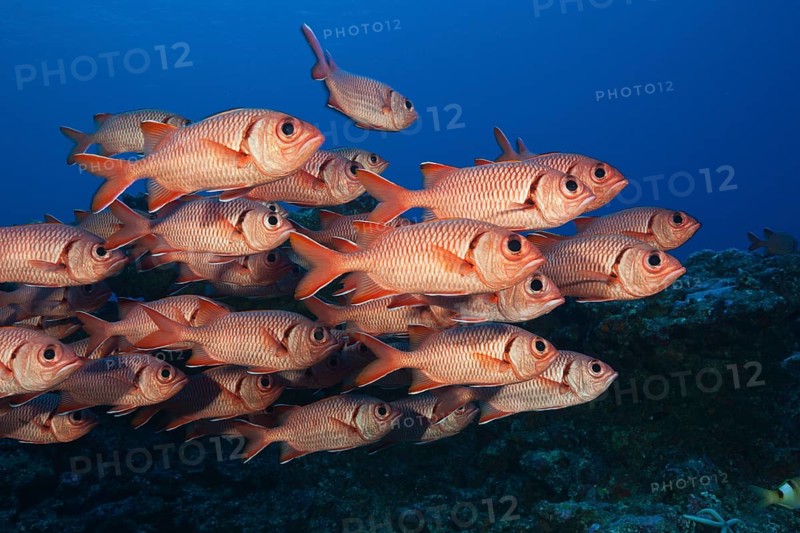 Shoal of Large Scale Soldierfish, Myripristis berndti, Fakarava, Tuamotu Archipelago, French Polynesia, Oceania