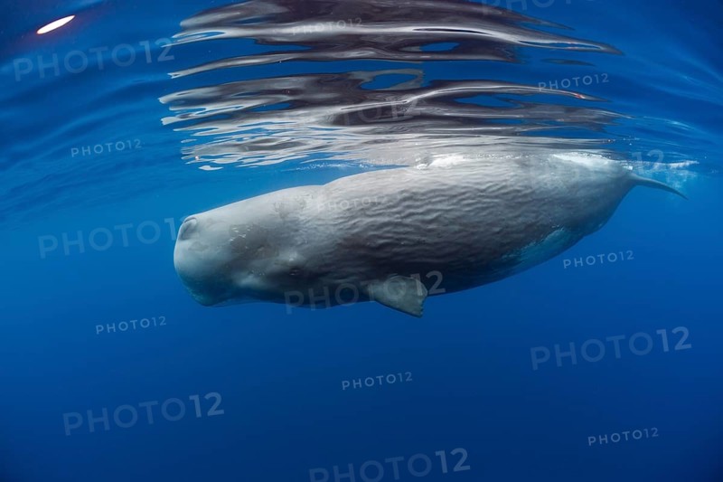 Sperm whale, Physeter catodon, Lesser Antilles, Caribbean, Dominica, Central America