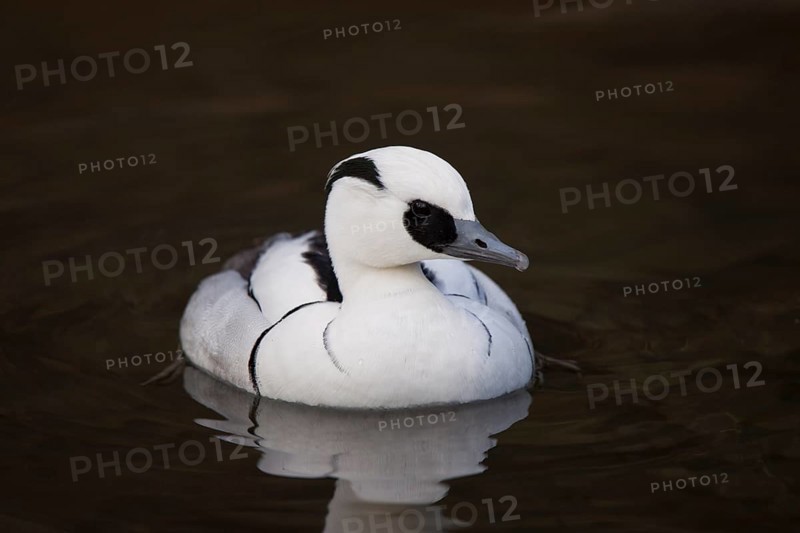 Red-breasted Merganser, Mergellus albellus, smew