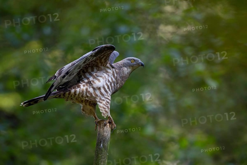 Honey buzzard, male, Pernis apivorus, European honey buzzard, male