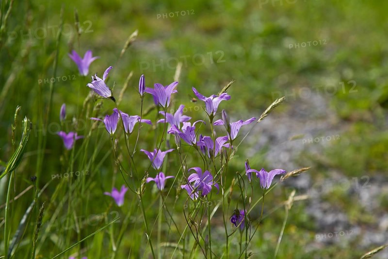 Campanula, bellflower