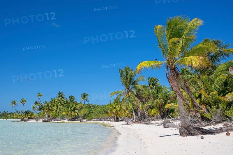 Long beach with coconut palms (Cocos nucifera) invites you to swim, private island, bird island, privileged, ecological, adventure, Tetiaroa, atoll, Marlon Brando Island, French Polynesia, Society Islands, Leeward Islands, Oceania