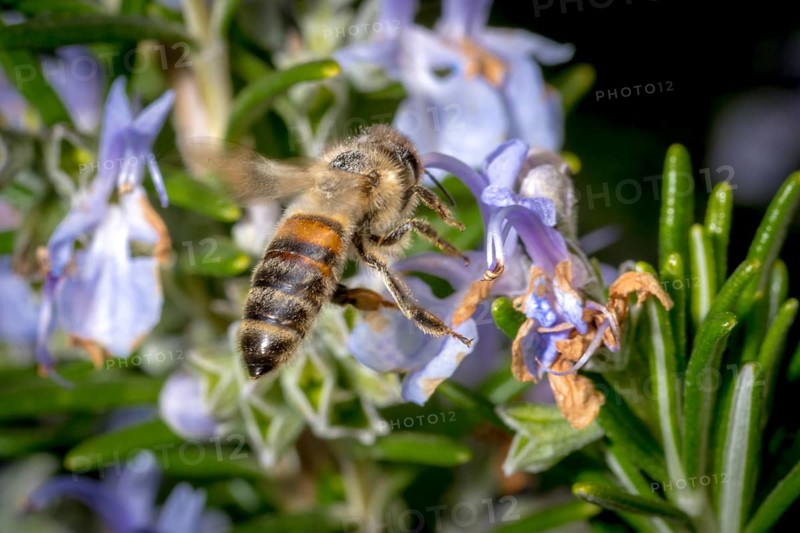 Honey bee flying towards a rosemary flower in spring, in front of a blurred background