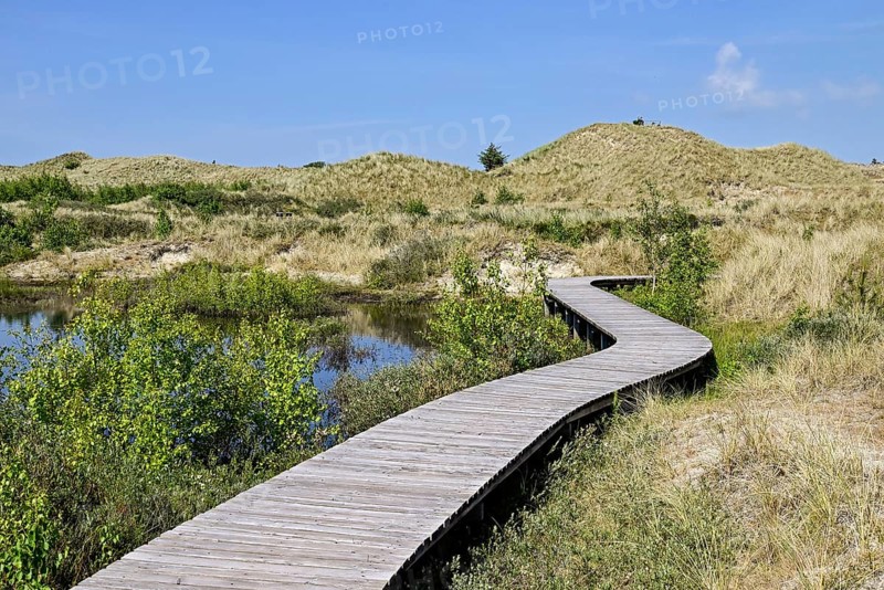 Boardwalk in the Amrum dunes nature reserve near Wittdün, Amrum, North Frisian Island, North Frisia, Schleswig-Holstein, Germany, Europe