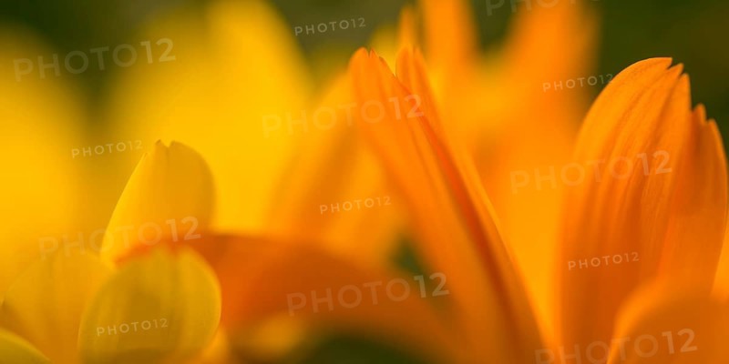 Marigolds (macro shot)